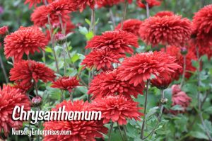 Red Flowers to Plant | Chrysanthemum