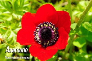 Red Flowers to Plant | Anemone