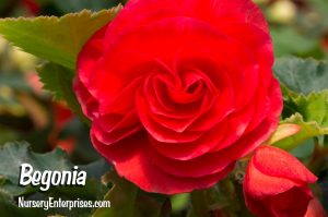 Red Flowers to Plant | Begonia