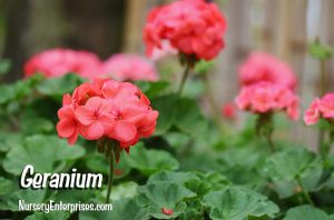 Red Flowers to Plant | Geranium | Nursery Enterprises