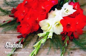 Red Flowers to Plant | Gladiola | Nursery Enterprises