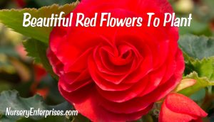 Red Flowers To Plant