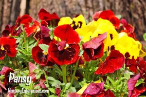 Red Flowers to Plant | Pansy | Nursery Enterprises