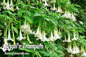 Angel's Trumpets | White Flowers To Plant