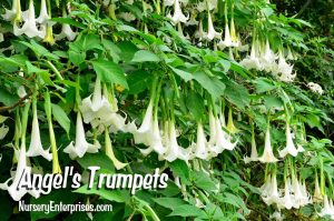 Angel's Trumpets | White Flowers To Plant