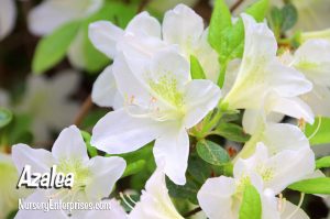 Azalea | White Flowers To Plant