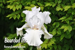 Bearded Iris | White Flowers To Plant