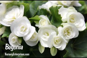 Begonia | White Flowers To Plant