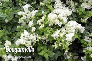 Bougainville | White Flowers To Plant