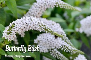 Butterfly Bush | White Flowers To Plant