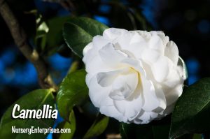 Camellia | White Flowers To Plant