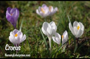 Crocus | White Flowers To Plant