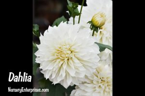 Dahlia | White Flowers To Plant