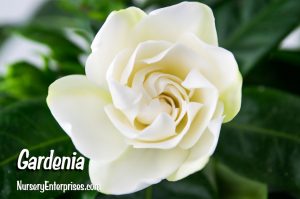 Gardenia | White Flowers To Plant