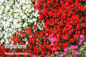 Red Flowers to Plant | Impatiens | Nursery Enterprises