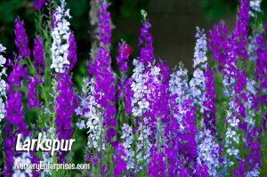 Larkspur | White Flowers To Plant