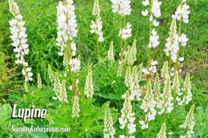 Lupine | White Flowers To Plant