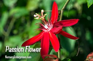 Red Flowers to Plant | Passion Flower | Nursery Enterprises