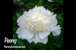 Peony | White Flowers To Plant