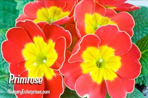 Red Flowers to Plant | Primrose | Nursery Enterprises
