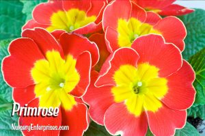 Red Flowers to Plant | Primrose | Nursery Enterprises