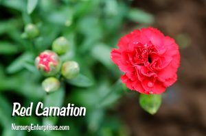 Red Flowers to Plant | Red Carnation| Nursery Enterprises