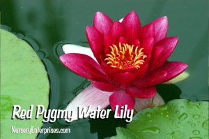 Red Flowers to Plant | Red Pygmy Water Lilly| Nursery Enterprises