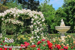 Rose | White Flowers To Plant