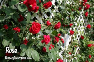 Red Flowers to Plant | Rose| Nursery Enterprises