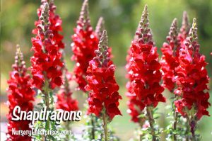 Red Flowers to Plant | Snapdragons | Nursery Enterprises