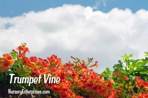 Red Flowers to Plant | Trumpet Vine