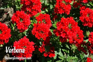 Red Flowers to Plant | Verbena | Nursery Enterprises