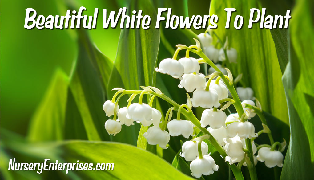 White Flowers To Plant