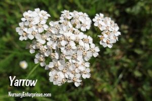 Yarrow | White Flowers To Plant