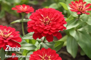 Red Flowers to Plant | Zinnia | Nursery Enterprises