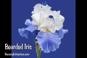 Bearded Iris | Blue Flowers To Plant