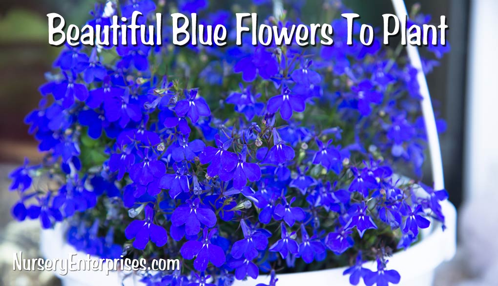 Blue Flowers To Plant