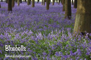 Bluebells | Blue Flowers To Plant