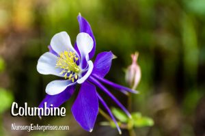 Columbine | Blue Flowers To Plant