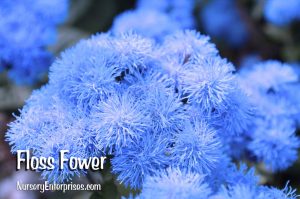 Floss Flower | Blue Flowers To Plant