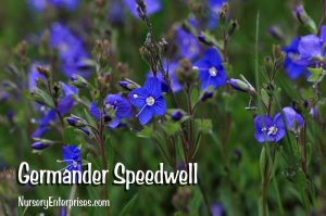 Germander Speedwell | Blue Flowers To Plant