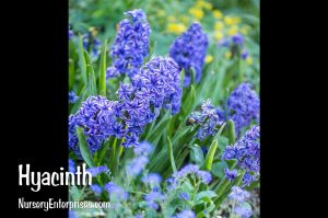 Hyacinth | Blue Flowers To Plant