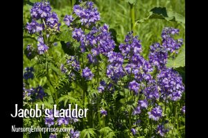 Jacob's Ladder | Blue Flowers To Plant