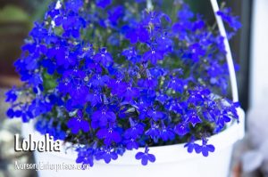 Lobelia | Blue Flowers To Plant